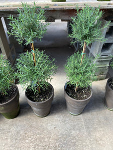 Double Rosemary Topiary . 36 in tall . Clay Pot