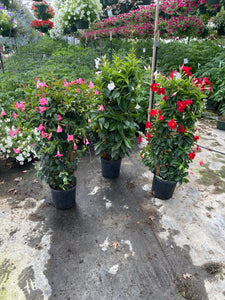 Mandevilla Red 36inch