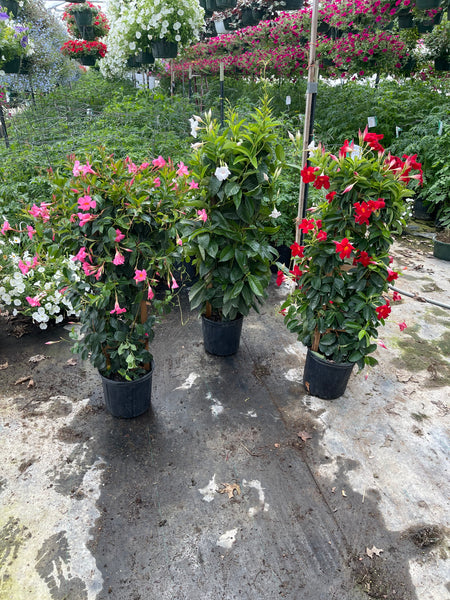 Mandevilla Red 36inch