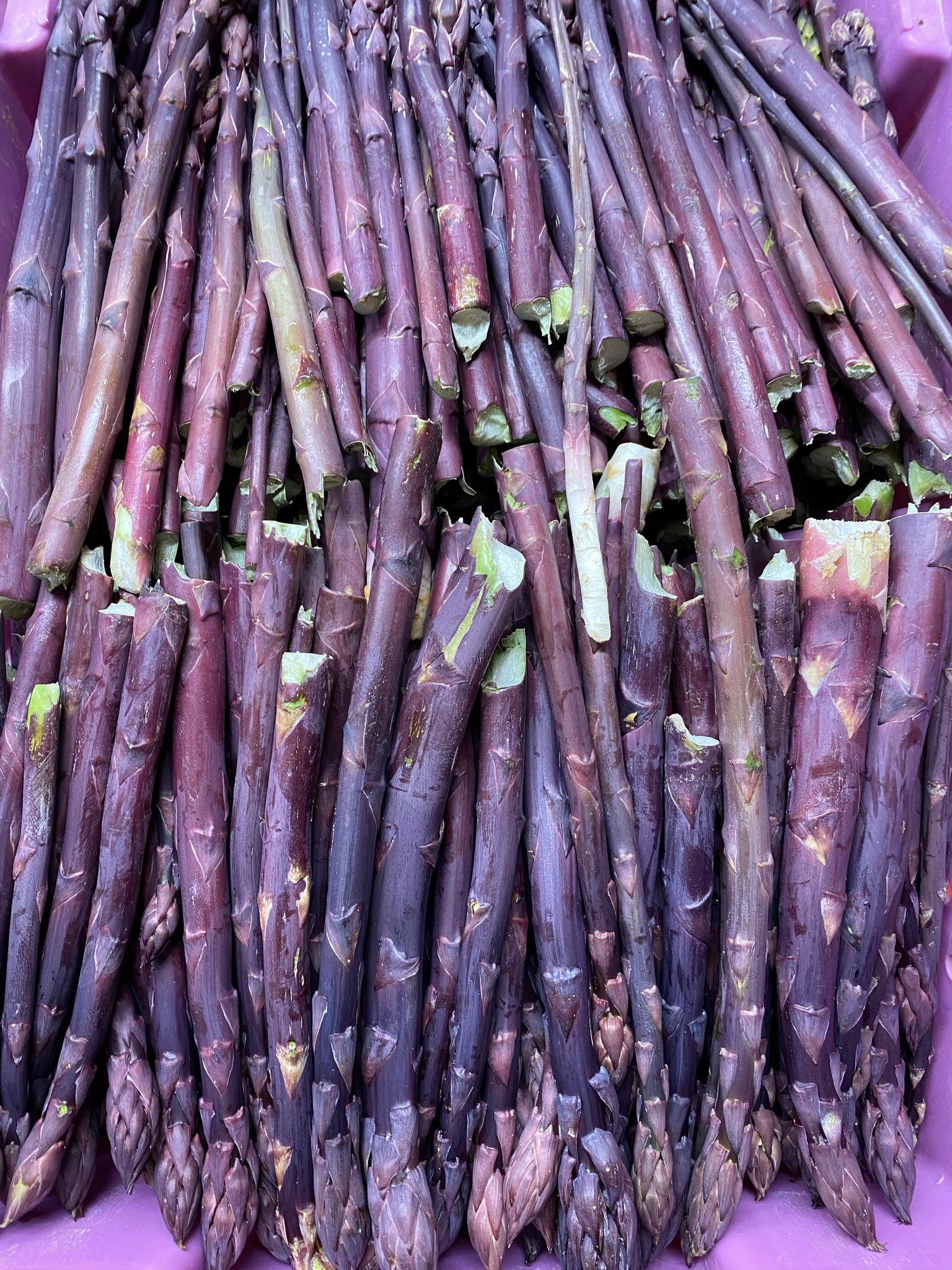 Purple Asparagus