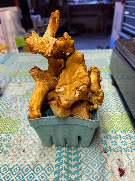 Chanterelle Mushrooms 1pint ( half Lb)
