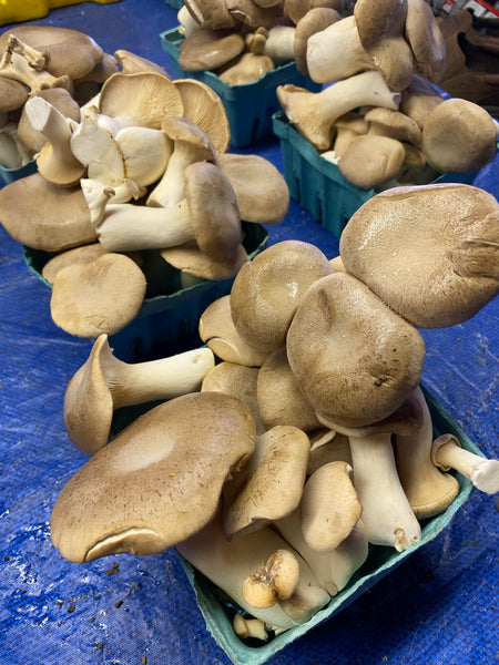 King Trumpet 1 Lb box