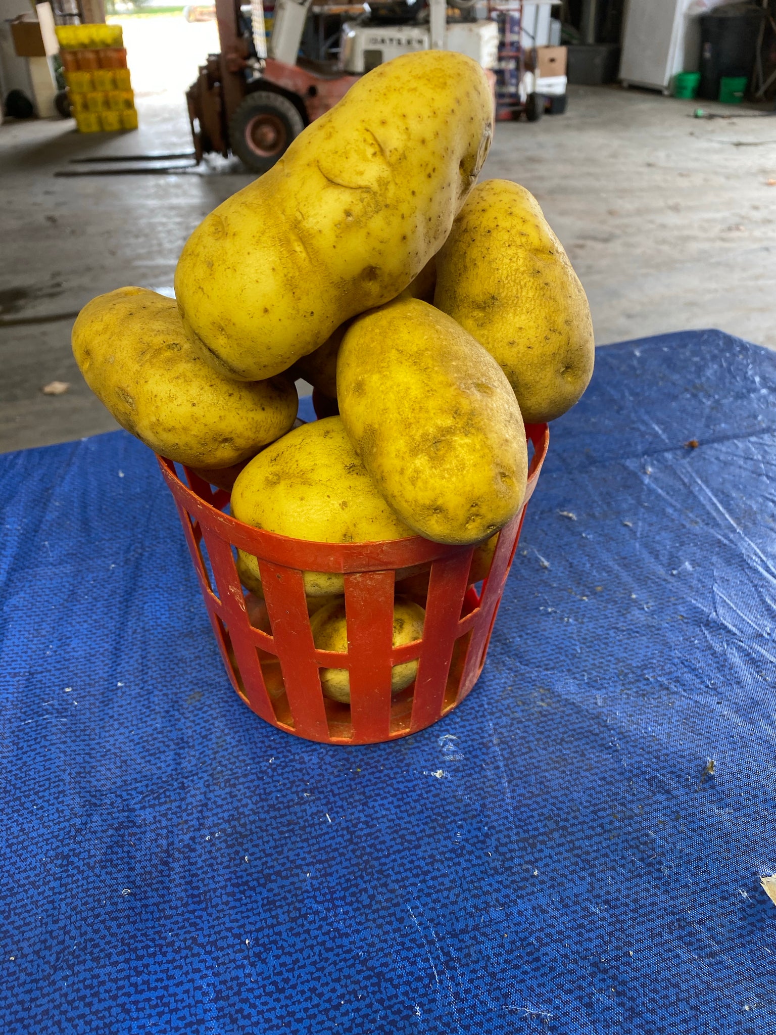 Potatoes 5lb bag