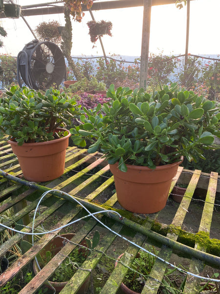 Large Jade 10inch