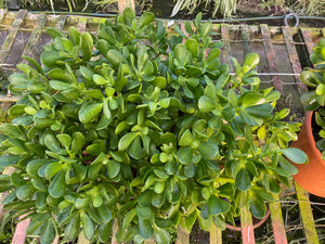 Large Jade 10inch