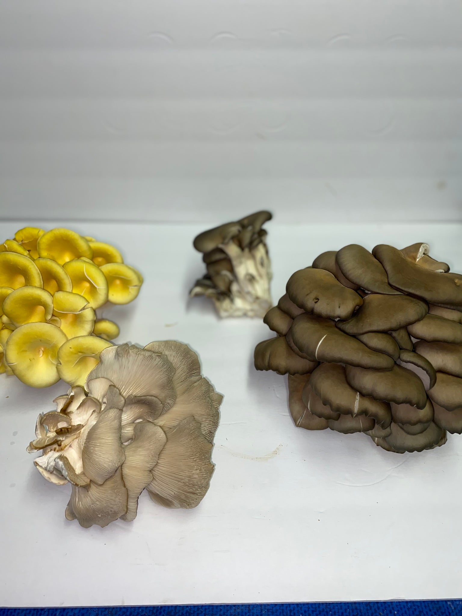 Oyster Mushrooms   Assorted Colors 1 pound box