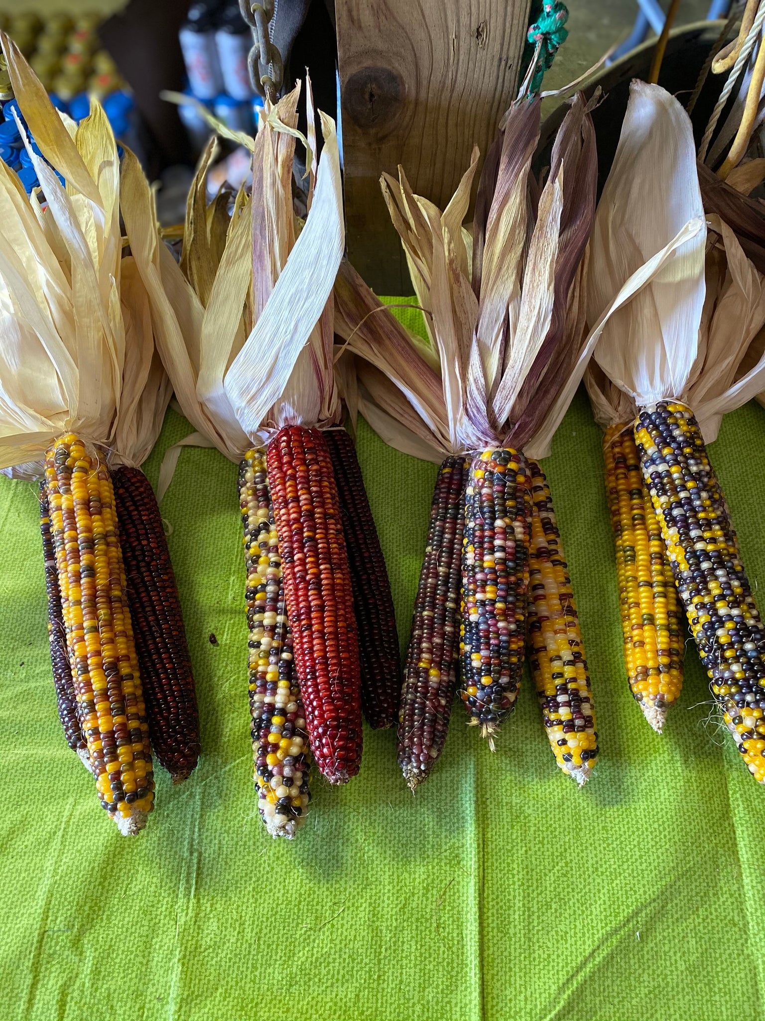 Indian Corn 1 bunch