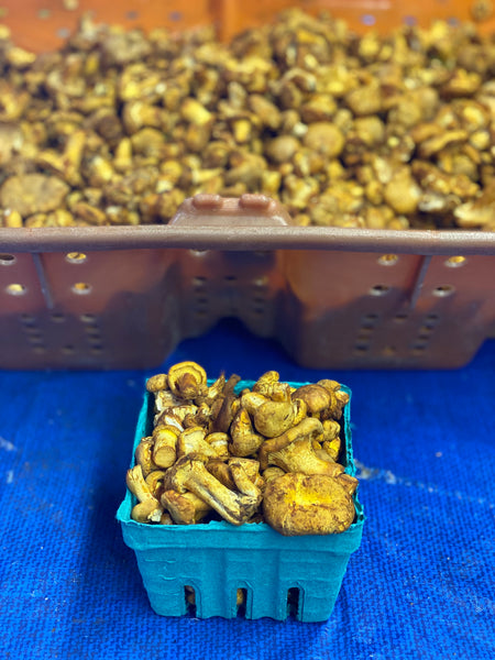 Chanterelle Mushrooms 1 pint