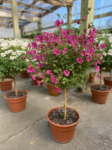 African Rose Mallow - 10 inch pot. 3ft tall Full of Flowers!