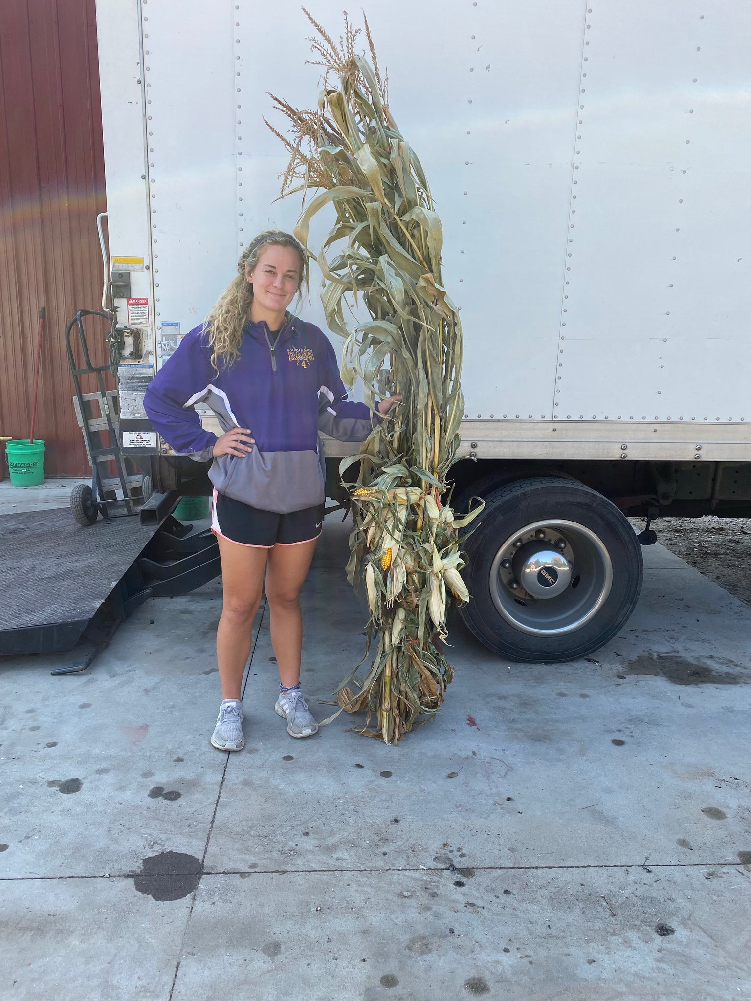 Cornstalks 1 big bunch