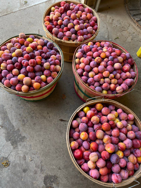 Bubblegum Plums 1 pint