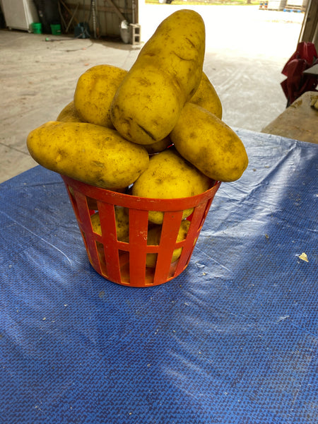 Potatoes 5lb bag