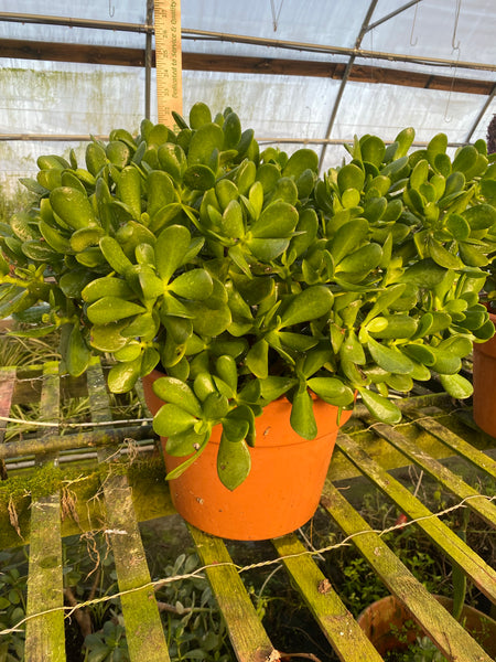 Large Jade 10inch