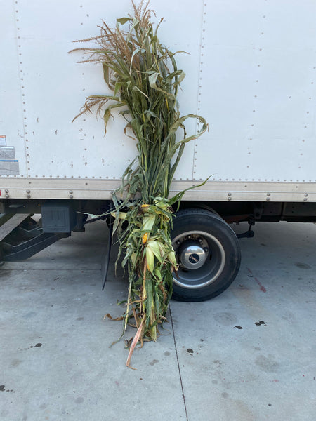 Cornstalks 1 big bunch