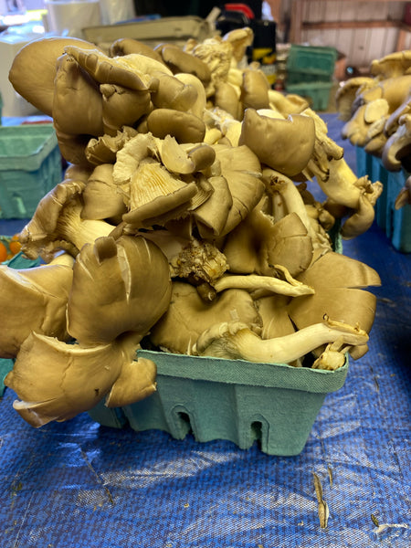 Oyster Mushrooms   Assorted Colors 1 pound box