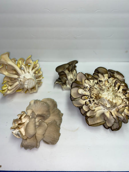 Oyster Mushrooms   Assorted Colors 1 pound box